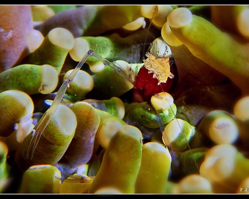 Креветка грибного коралла